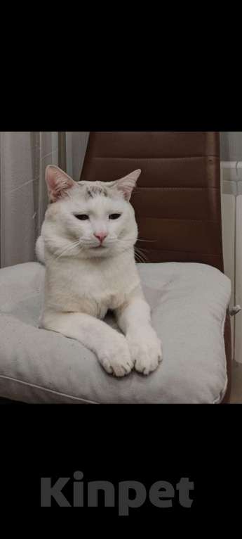 Кошки в других городах Башкортостана: Помогите найти кота 🙏 Мальчик, 10 000 руб. - фото 3