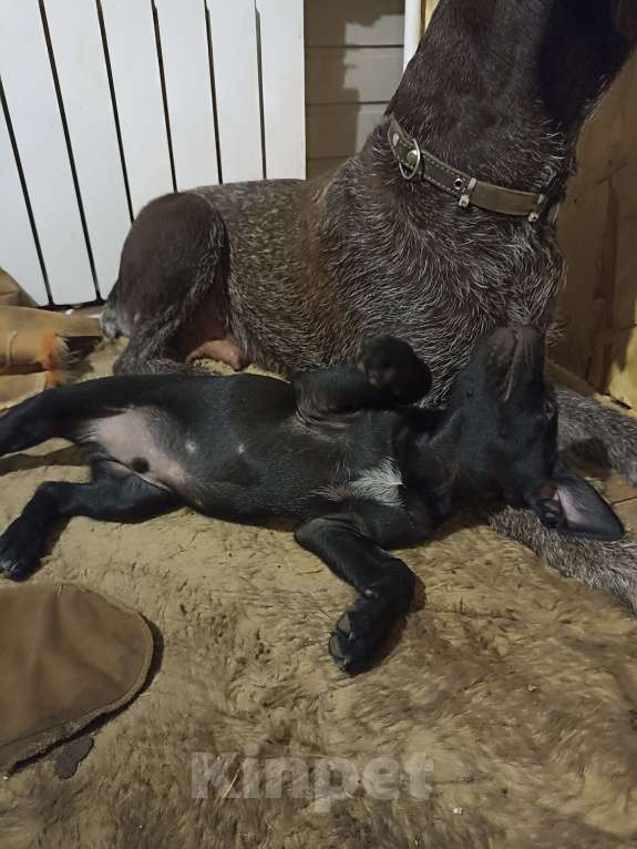 Собаки в других городах Московской области: Отдам метиса дратхаара в добрые руки Мальчик, Бесплатно - фото 2