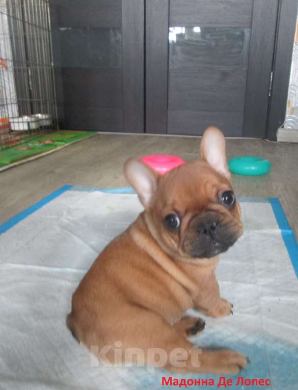 Собаки в Чехове: щенки французского бульдога. Девочка, 60 000 руб. - фото 8