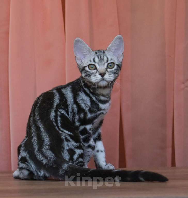 Кошки в Москве: Котята Американской короткошерстной породы Девочка, 70 000 руб. - фото 9