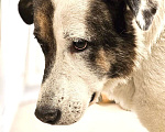 Собаки в Химках: Умка метис ищет дом Мальчик, Бесплатно - фото 7
