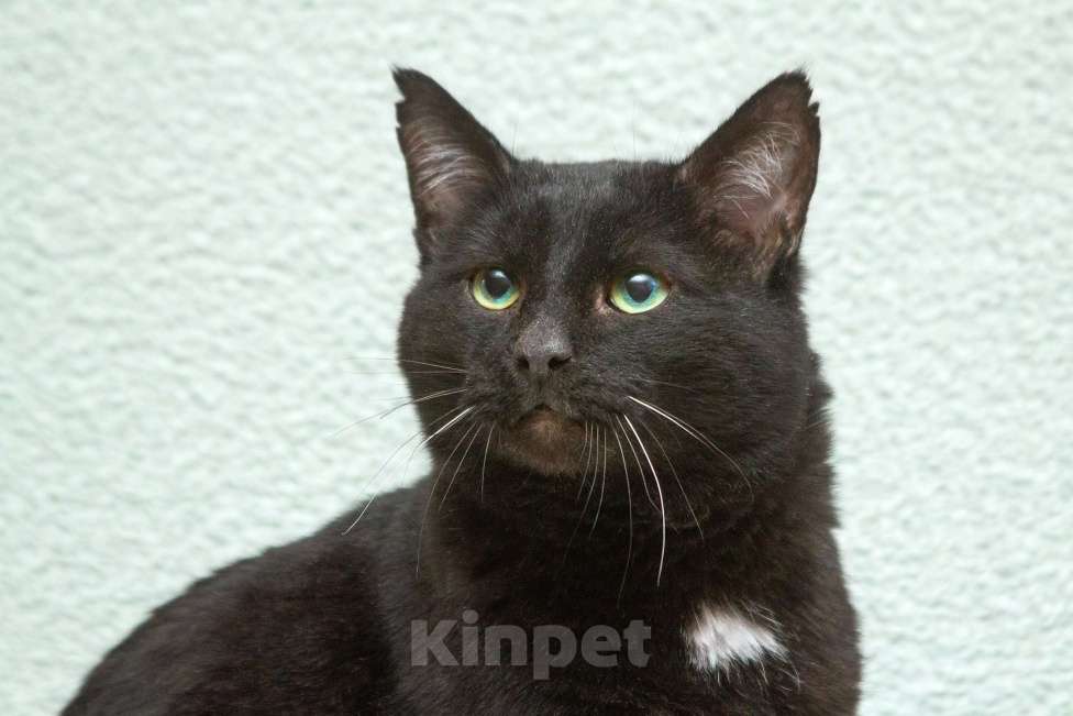 Кошки в Москве: Благородный рыцарь Рамзес — черный кот в дар Мальчик, 10 руб. - фото 7