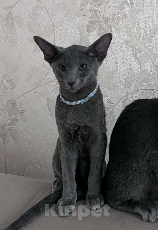 Кошки в Москве: Голубой котенок ориентальной породы  Мальчик, 60 000 руб. - фото 1