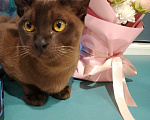 Кошки в Котельнике: Бурманские котята😻😻😻 Разнополые, 35 000 руб. - фото 3