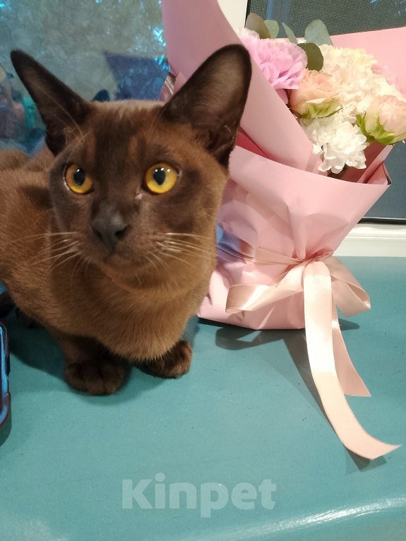 Кошки в Котельнике: Бурманские котята😻😻😻 Разнополые, 35 000 руб. - фото 3