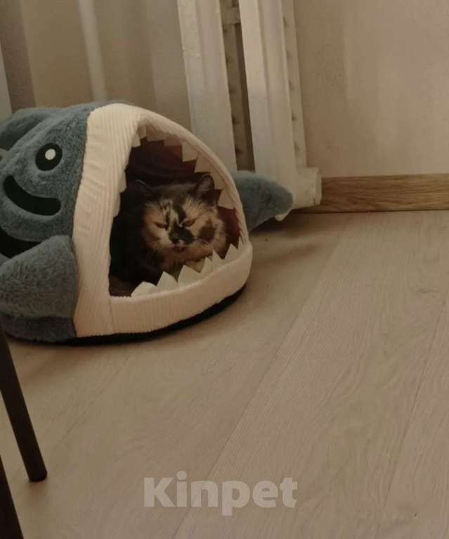 Кошки в Санкт-Петербурге: Кошка в добрые руки Девочка, Бесплатно - фото 2