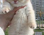 Кошки в Москве: кошечки Девочка, 50 000 руб. - фото 7