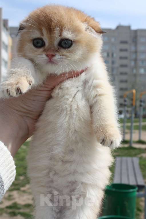 Кошки в Москве: кошечки Девочка, 50 000 руб. - фото 7