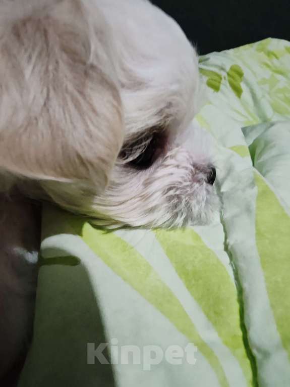 Собаки в Москве: Щенки мини Мальтезе Мальчик, Бесплатно - фото 9