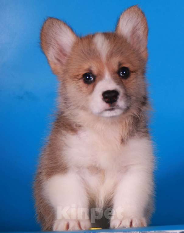 Собаки в Москве: вельш корги пемброк Девочка, 80 000 руб. - фото 7