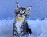 Кошки в Кудрово: Котенок мейн-кун, мальчик , шейдед линия Мальчик, Бесплатно - фото 5