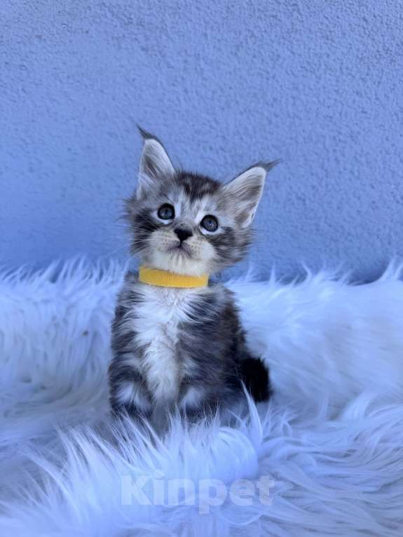 Кошки в Кудрово: Котенок мейн-кун, мальчик , шейдед линия Мальчик, Бесплатно - фото 5