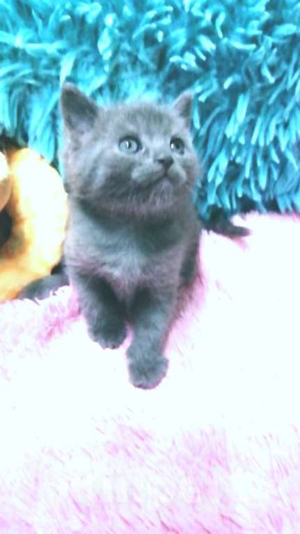 Кошки в Москве: Шотландские котята  Девочка, 8 000 руб. - фото 8