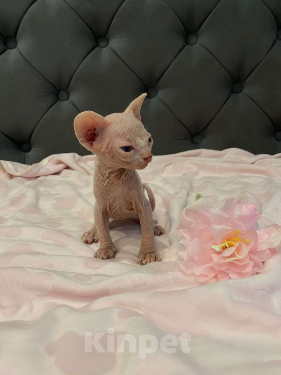 Кошки в Москве: Совершенно мистический и трогательный Мальчик, 55 000 руб. - фото 3