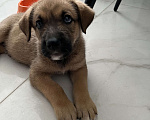 Собаки в Сочи: Щенок-вундеркинд в дар Мальчик, Бесплатно - фото 3