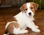 Собаки в других городах Ленинградской области: Джек Рассел, щенки мальчики Мальчик, Бесплатно - фото 1