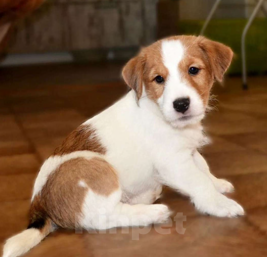 Собаки в других городах Ленинградской области: Джек Рассел, щенки мальчики Мальчик, Бесплатно - фото 1