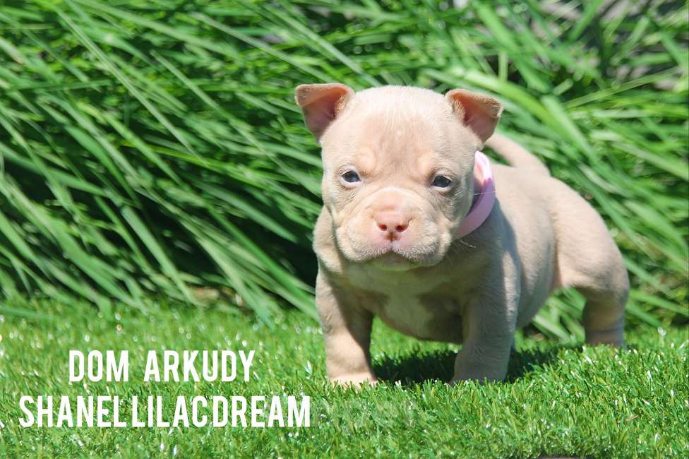 Собаки в Саратове: Лиловое чудо  Девочка, 100 000 руб. - фото 5