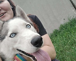 Собаки в Челябинске: Отдам Хаски Девочка, Бесплатно - фото 4
