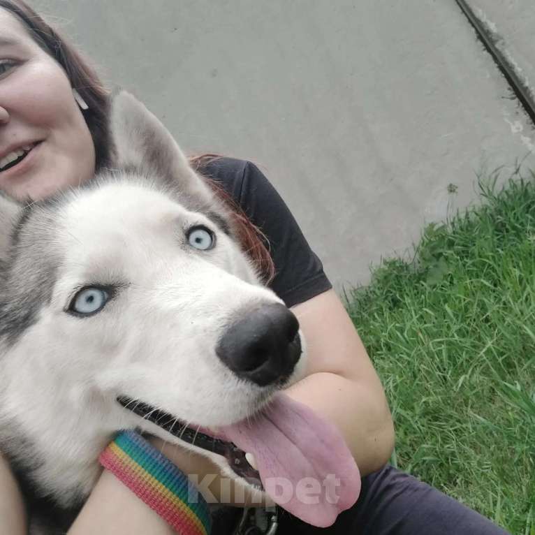 Собаки в Челябинске: Отдам Хаски Девочка, Бесплатно - фото 4