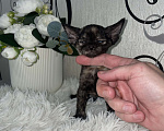 Кошки в Москве: Котенок Девон Рекс в окрасе черная черепаха Девочка, 75 000 руб. - фото 3