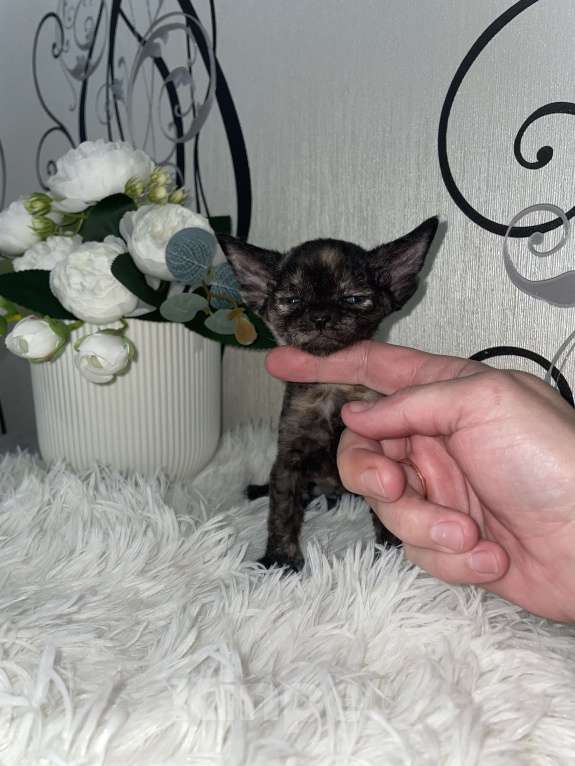 Кошки в Москве: Котенок Девон Рекс в окрасе черная черепаха Девочка, 75 000 руб. - фото 3