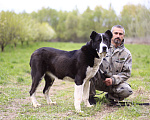 Собаки в Видном: Алабай Йенифер, 2 года Девочка, Бесплатно - фото 3