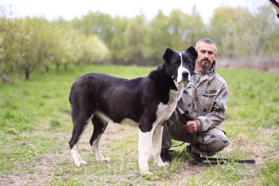Собаки в Видном: Алабай Йенифер, 2 года Девочка, Бесплатно - фото 3