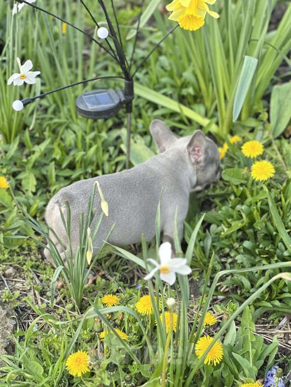 Собаки в Москве: Стандарт ркф и цветные францущы от проф заводчика Девочка, Бесплатно - фото 2