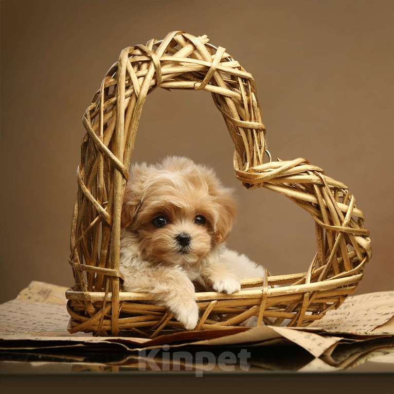 Собаки в Москве: Лукас. Изумительный кобель-мальтипу благородного бежевого окраса. Мальчик, 550 000 руб. - фото 3