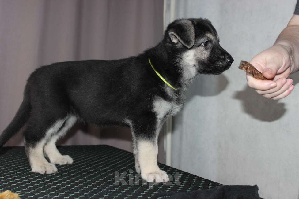 Собаки в Красноярске: Щенок ВЕО Нелли Голд Девочка, Бесплатно - фото 8