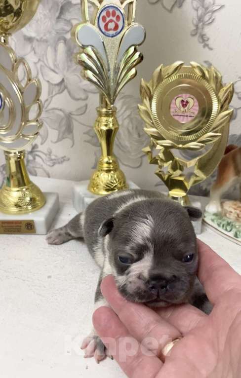 Собаки в Нижнем Новгороде: Щенки французского бульдога Девочка, 50 000 руб. - фото 2