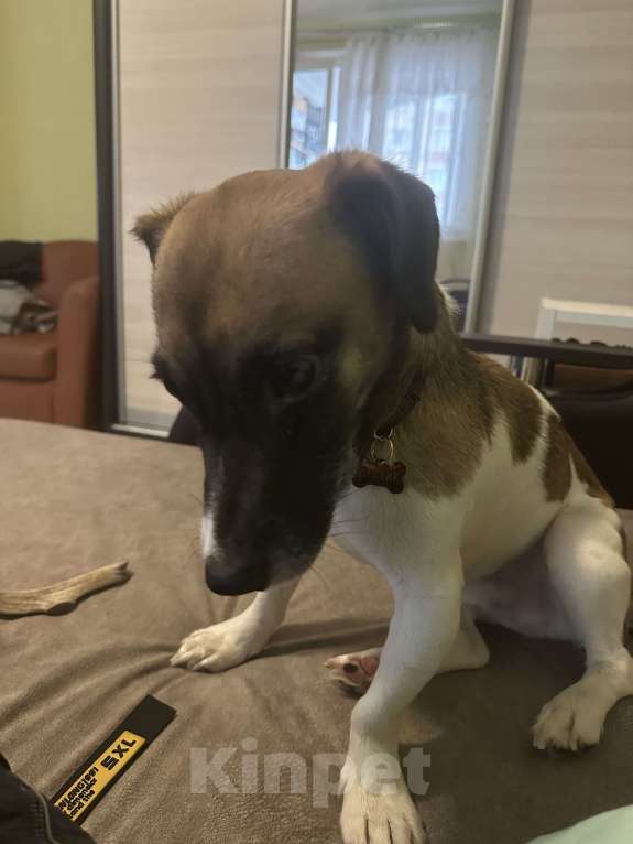 Собаки в Балашихе: Ищу самых добрых и заботливых родителей для мальчика Мальчик, Бесплатно - фото 5