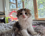 Кошки в Саратове: Котёнок  Мальчик, Бесплатно - фото 6