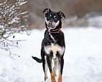 Собаки в Солнечногорске: Ласковый мальчишка в семью Мальчик, Бесплатно - фото 1