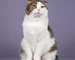 Кошки в Москве: Очень ласковый и ручной шотландский кот Сальвадор ищет дом Мальчик, Бесплатно - фото 4