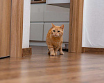 Кошки в Рязани: Рыжая кошка в дар, Бесплатно - фото 8
