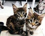 Кошки в Малмыже: Бронь котята, 10 000 руб. - фото 1
