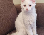 Кошки в Уфе: Белая кошечка мейн-кун Девочка, 25 000 руб. - фото 2