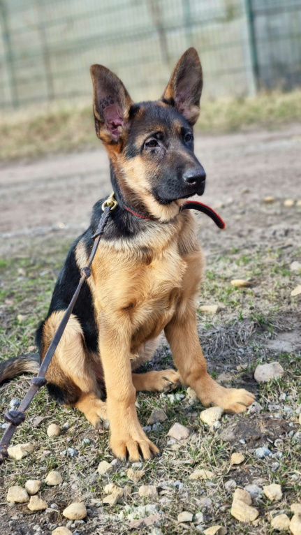 Собаки в Москве: щенки немецкой овчарки Девочка, 90 000 руб. - фото 2