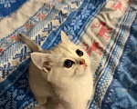 Кошки в Казани: Шотландские котятки Мальчик, 13 000 руб. - фото 2