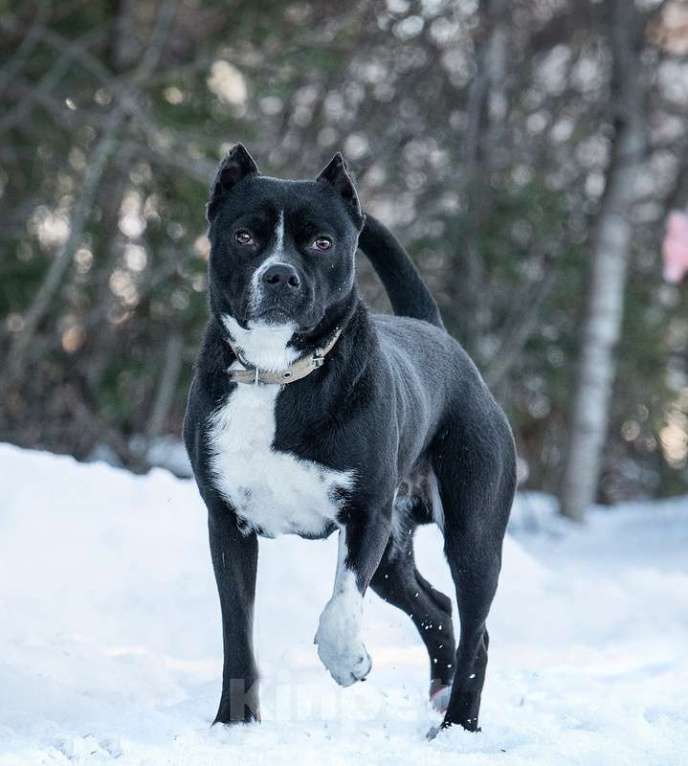 Собаки в Москве: Питбуль Пит в добрые руки Мальчик, Бесплатно - фото 8