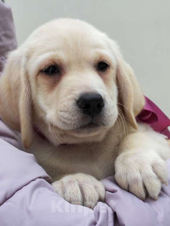 Собаки в других городах Липецкой области: Щенок лабрадора Холлабвууд'с Пэймес Леди Девочка, 60 000 руб. - фото 2