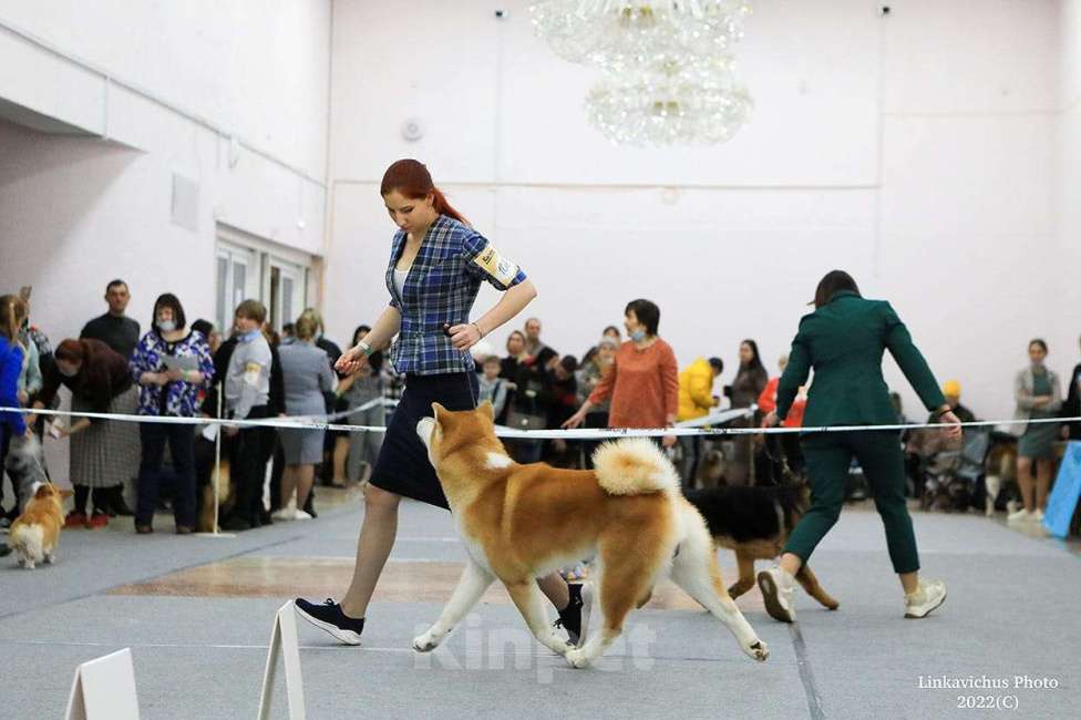 Собаки в Перми: Вязка Мальчик, 20 руб. - фото 1