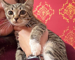 Кошки в Москве: Котёнок Гаечка ищет дом Девочка, Бесплатно - фото 1