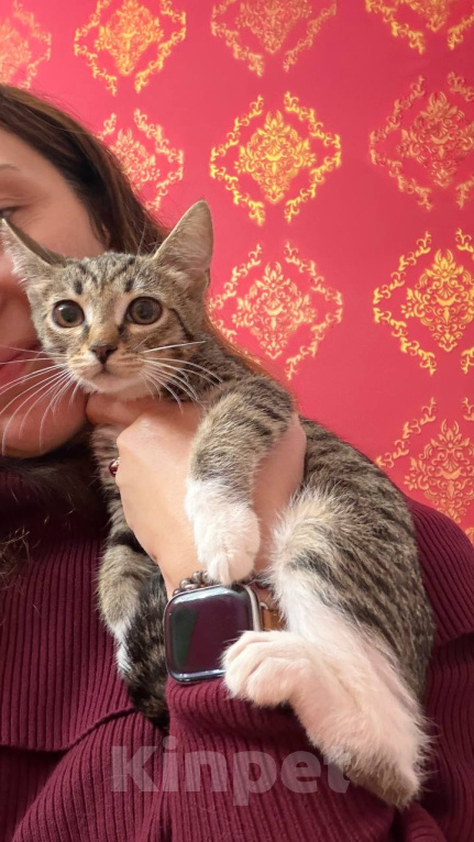 Кошки в Москве: Котёнок Гаечка ищет дом Девочка, Бесплатно - фото 1