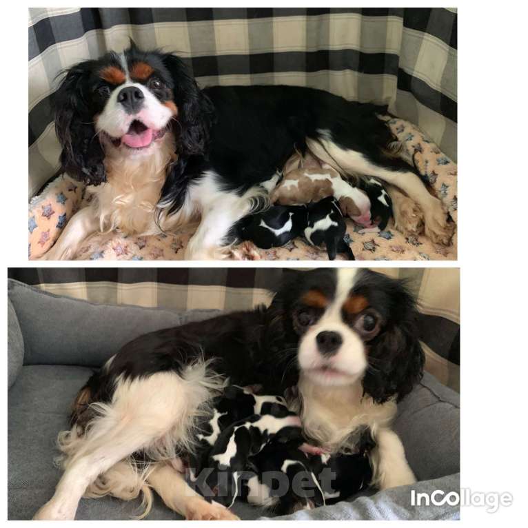 Собаки в Краснодаре: Девочки ККЧС ТРИКОЛОР Девочка, 70 000 руб. - фото 9