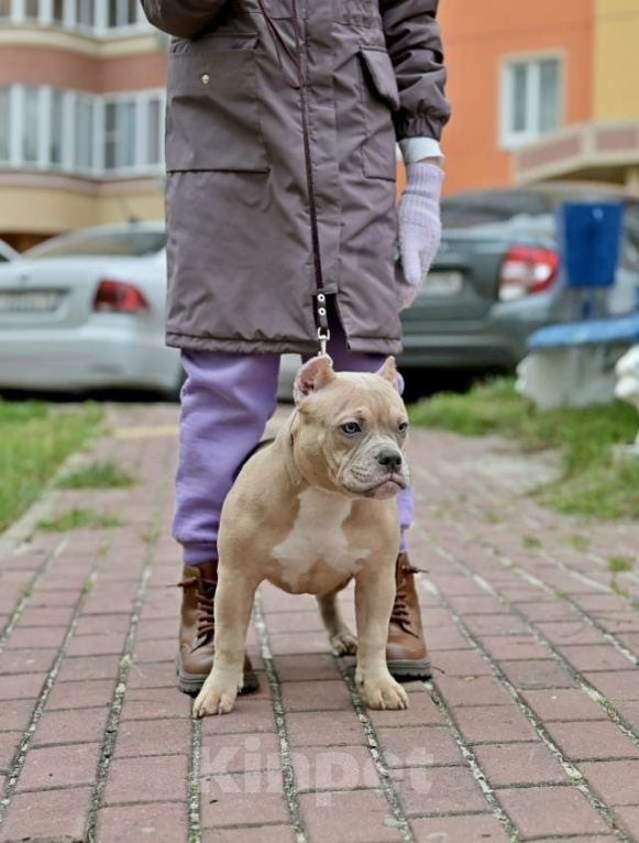 Собаки в Курске: Девочка булли палевая Девочка, 150 000 руб. - фото 2
