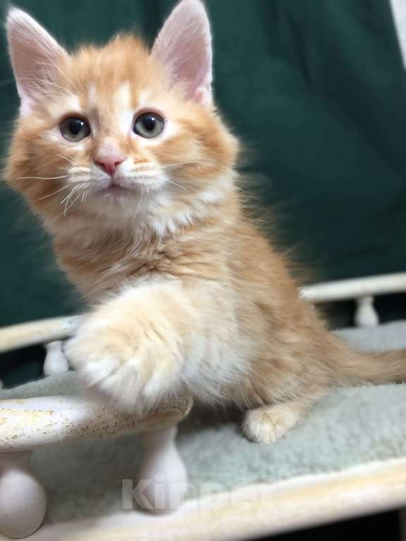 Кошки в Санкт-Петербурге: Сибирский котёнок Мальчик, 45 000 руб. - фото 3