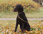 Собаки в Санкт-Петербурге: Ретривер курчавошерстный (кёрли) Девочка, 40 000 руб. - фото 8
